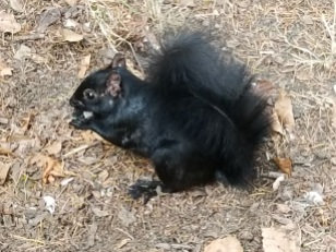 A Black squirrel!