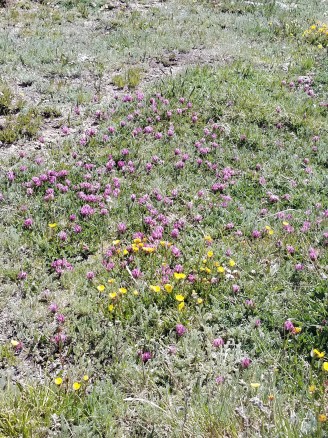 More and more wildflowers!